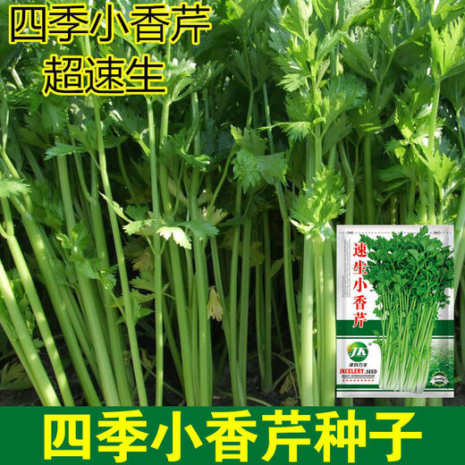 
Four Seasons Small Celery Seeds Crispy and Tender Celery Seeds Four Seasons Vegetable Seeds Potted Seeds Original [Four Seasons Quick-growing Small Celery Seeds] Selected Grain [Buy 14999 Get 14988 Pieces]