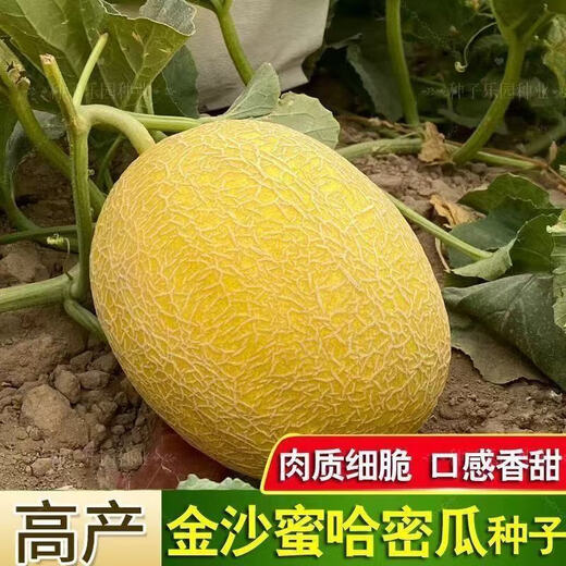 High-sugar, sweet Jinsha honey cantaloupe seeds, genuine Xinjiang reticulated melon high-yielding spring early-maturing fruit seeds, Xinjiang Jinsha cantaloupe seeds, about 50 capsules