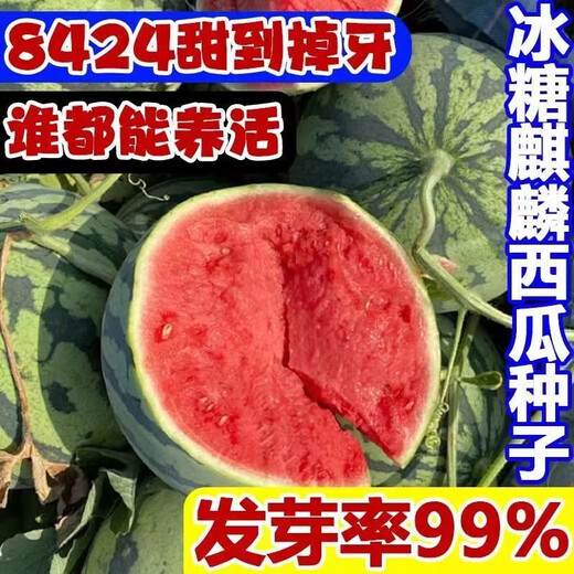 8424 Kirin watermelon seeds, seedless, high-yield rock sugar, lazy watermelon seeds, southern four-season vegetable and fruit seeds, Huayu original color pack, 10 packs, 500 capsules
