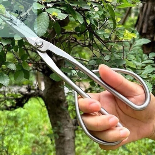 LNGA LANDGRE leaf bud shears all stainless steel gardening shears leaf bud shears bud scissors flower arrangement bonsai branch shears pruning twigs shears trees leaf bud shears all stainless steel gardening shears leaf bud shears buds