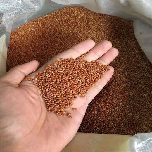 大志糯黍子粘糯大黄米粘黍子五谷杂粮谷 糯黍子种子【新种】 #88/原装新种(三包150克)