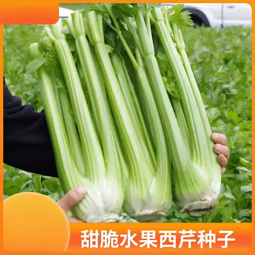 Celery seeds, crispy and sweet fruit celery seeds, four-season balcony potted celery vegetables, celery seeds, 3 bags of fruit celery seeds, enough for the whole family