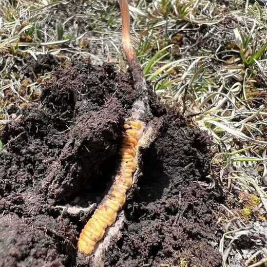 Fresh Cordyceps sinensis 2025 first-year Cordyceps authentic leader high-altitude gifts authentic fresh Cordyceps festival 1.2 grams/root or more 50 high-end gift boxes