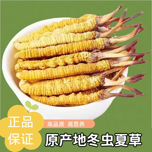 Kangsils neue getrocknete Cordyceps authentisch getrocknete Cordyceps Geschenkbox, um die Auswahlqualität von Cordyceps für Älteste zu nähren und zu nähren.