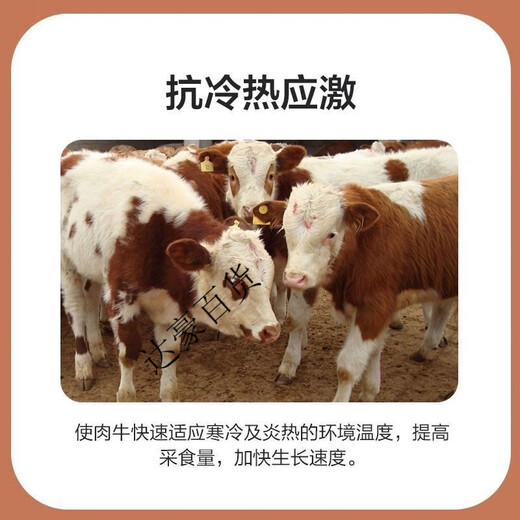 Zhengda Huadong 4 beef cattle premixed calf fattening cattle feed rapid fattening and weight gain without pulling the frame