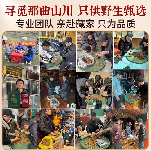 东仔【西藏那曲】野生冬虫夏草高海拔野生虫草断草滋补品礼盒送长辈 【西藏那曲野生】大号断草-全家滋补 20克（礼盒装）