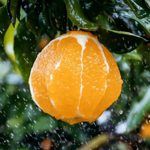 鲜级佳四川爱媛38号果冻橙柑橘桔子新鲜应季当季时令整箱水果礼盒装 带箱9-10斤装一级果 果径80-90mm 净重8.5斤