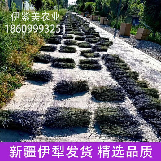 25 años nuevos productos Xinjiang Ili lavanda ramo de orquídeas británicas decoración flores reales fabricantes de flores secas en grandes cantidades