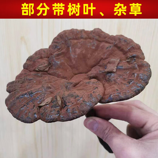 遇芝缘紫灵芝正品云南深山半野生紫芝带孢子粉不苦野芝可煲汤泡酒煮茶 一个灵芝整个（200-250克）
