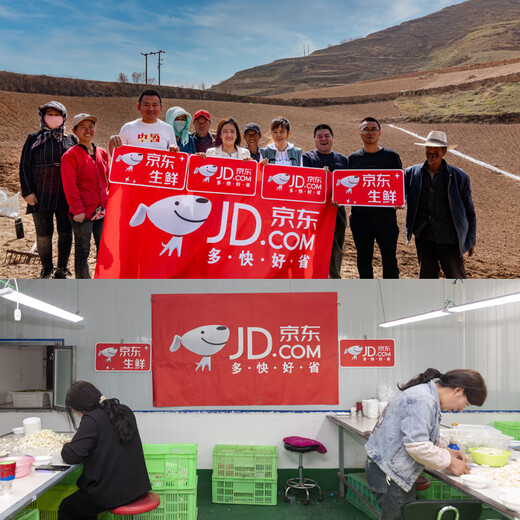 Jingxian Raw Lanzhou Fresh Lily Sweet Lily Total 1Jin Jin is equal to 0.5kg 1 bag of 4 fruits (single fruit is about 125g) fresh vegetables straight from the source