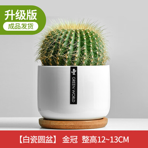 Cactus potted cactus, Wan Zhong Mountain, succulent flowers and green plants, easy to maintain and easy to live, desktop decorations in the office, 1 small original pot of original soil (Wan Zhong Mountain). If you have pot soil at home, you can buy it. Contains a pot.