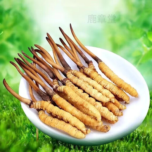 Gift box Cordyceps sinensis gift box Cordyceps 2 1 gram dry goods Cordyceps gift nourishing quality gift box pack Nagqu king-level cordyceps 50 pieces pack 3 1 gram