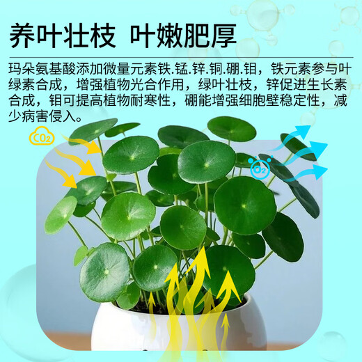 Kanamadu Amino Acid Water-Soluble Fertilizer for Flowers and Green Plants, Succulent Roots, Strong Roots, Leaves and Flowers, Foliar Fertilizer for Household Use to Give Back to Fans, Buy 2 Get 1 Free and Get 3 Bottles