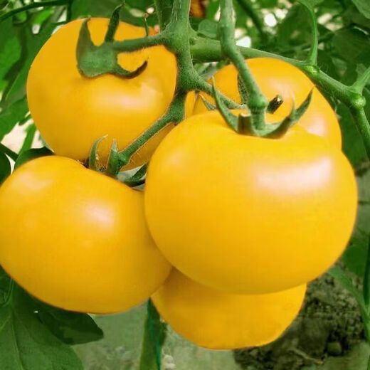 Rhubarb persimmon seeds, yellow tomato seeds, yellow imperial concubine tomato seeds, Northeast large fruit spring vegetable seeds, rhubarb tomato seeds/pack, about 200 capsules, 2 packs