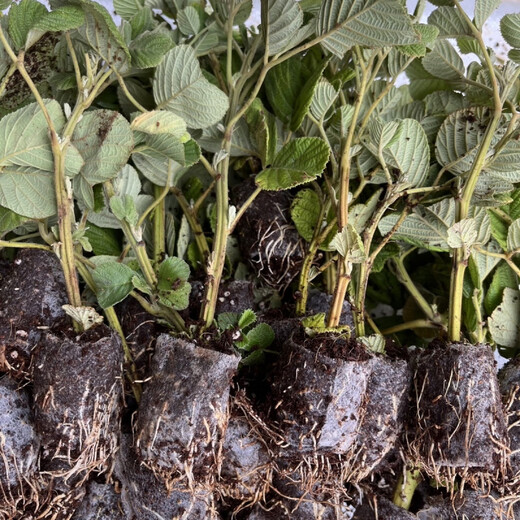 Yunnan's new thornless black bubble seedlings, thornless yellow bubble garden flowers, four-season green plants, original pots, original soil delivery, 1 thornless raspberry seedling