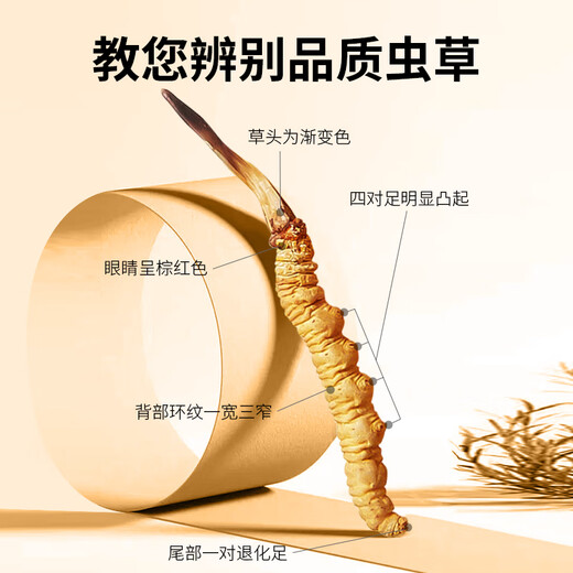 同芙 冬虫夏草2根/g 10g 20根礼盒装 滋补营养补品送长辈礼品礼物