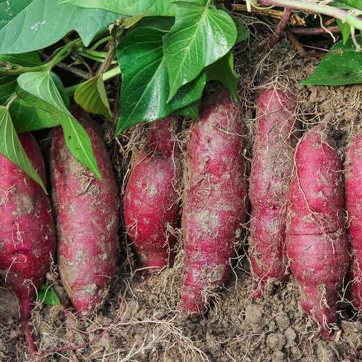 Jingxiansheng Shandong Violet Purple Sweet Potato, net weight 3Jin Jin is equal to 0.5kg, single fruit 100g + fresh vegetables, sweet potatoes and sweet potatoes, straight from the source