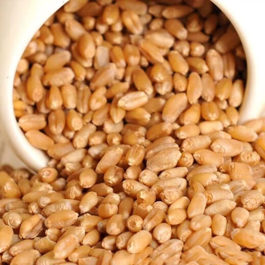 Wheat grains with skin 5Jin Jin is equal to 0.5kg Edible flour grinding medicine to induce maltose Germinated grass seeds Juicing and brewing Cat grass 2025 new wheat 2Jin Jin is equal to 0.5kg (can be germinated and ground)