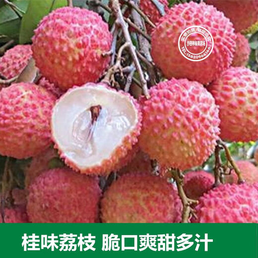 荔枝树苗桂味肉脆甜糯米糍荔枝多肉软滑带土带叶东莞14年老店 5年半苗桂味659 15cm以下