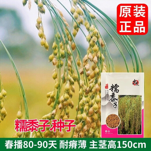 大志糯黍子粘糯大黄米粘黍子五谷杂粮谷 糯黍子种子【新种】 #88/原装新种(三包150克)