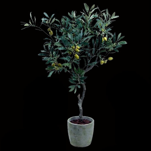 油橄榄树树苗盆栽室内大型绿植真植物庭院阳台西班牙树木老桩 9885H14老树干 含盆