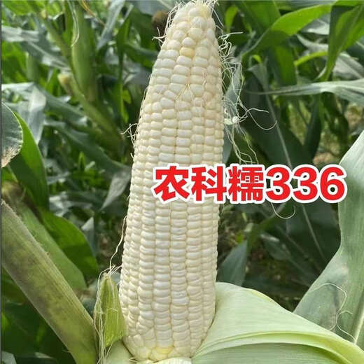 Nongkeyu Nongkenuo 336 waxy corn seeds, high yield, early maturity, spring sowing, sweet and waxy, good taste, white waxy corn Nongkenuo 336, original 200g, 2 bags