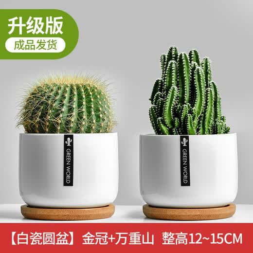 Cactus potted cactus, Wan Zhong Mountain, succulent flowers and green plants, easy to maintain and easy to live, desktop decorations in the office, 1 small original pot of original soil (Wan Zhong Mountain). If you have pot soil at home, you can buy it. Contains a pot.