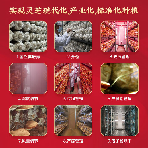 圣之禾破壁灵芝孢子粉普通版45g  增强免疫力  保健品