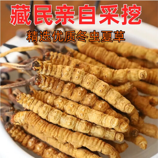 Kangsils neue getrocknete Cordyceps authentisch getrocknete Cordyceps Geschenkbox, um die Auswahlqualität von Cordyceps für Älteste zu nähren und zu nähren.