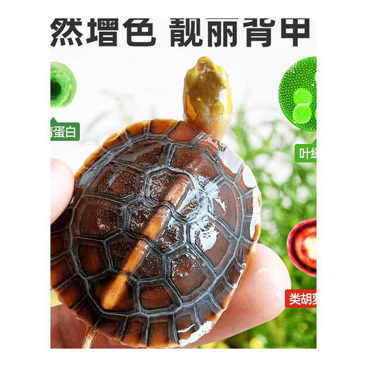 Beijing yoyu calidad alemana tortuga amarilla comida tortuga amarilla tortuga cerrada tortuga caja de tortuga especial tortuga taiyuan anyuan tortuga alimentación actualización actualización de tortuga granul