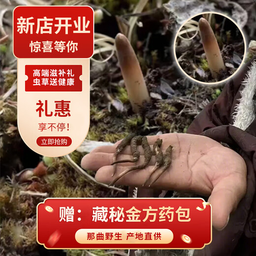 观采归西藏那曲野生冬虫夏草鲜虫草补品送长辈老年人营养礼盒礼品实用 野生头茬鲜草约1.0g/根 30根