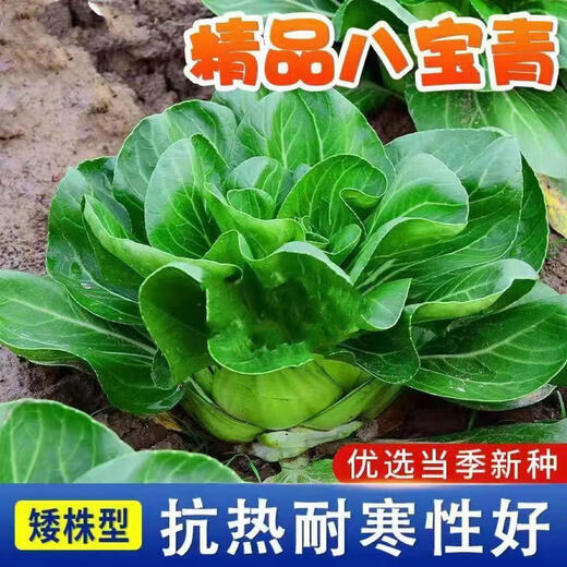 Babaoqing small rapeseed rapeseed has less fiber, tastes delicious and has good quality. It is used for sowing potted plants in all seasons. Babaoqing seeds, two packs of about 4,000 seeds.