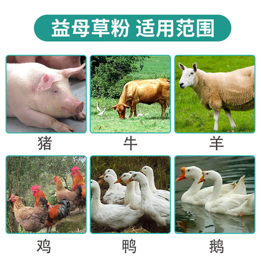 Motherwort and animal husbandry motherwort powder for veterinary use, postpartum pigs, cattle, sheep, ewes, poultry, lochia, blood circulation and blood stasis feed additive, motherwort powder feed 500g/bag