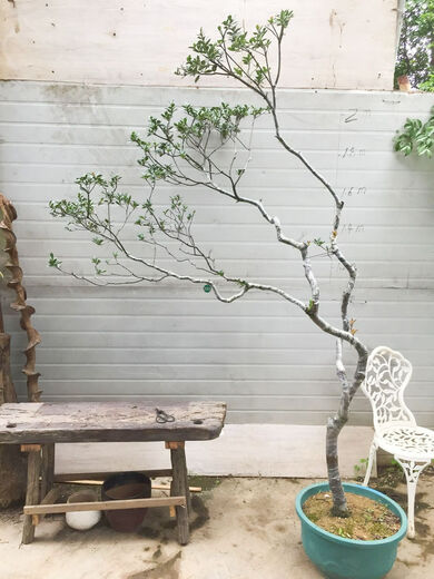 Island Spring Blume Grouper Island Gardenia Island Stein Maple Island Spring Blume 1098 ist etwa 1,5 Meter hoch und enthält keine Töpfe
