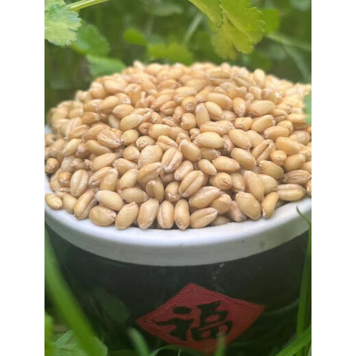 New national standard flour gbt1355-2021 Shaanxi Farm Farm Wheat Flour contains germ medium tendons household white flour 70 powder 50 Jin [Jin equals 0.5 kg] (10 packages)