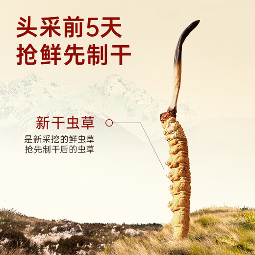 阿依舍冬虫夏草特大号断草虫草50克性价比高补品营养品送父母老人礼物
