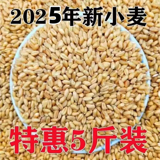Wheat grains with skin 5Jin Jin is equal to 0.5kg Edible flour grinding medicine to induce maltose Germinated grass seeds Juicing and brewing Cat grass 2025 new wheat 2Jin Jin is equal to 0.5kg (can be germinated and ground)