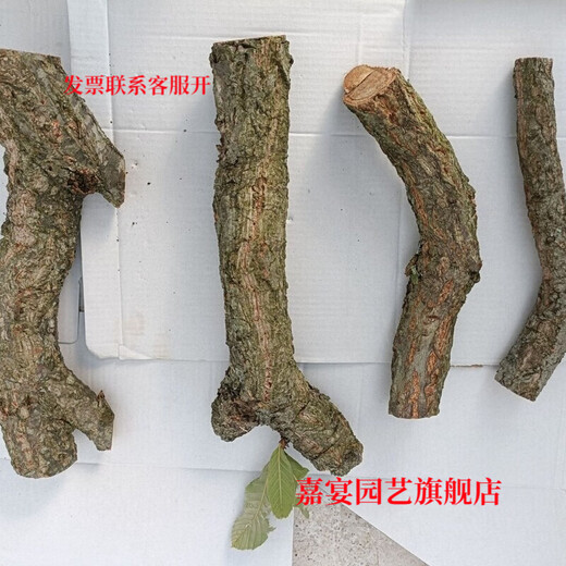 Champagne trunk underwater forest ornaments decoration pure natural water and land tank rainforest tank landscaping climbing pet turtle sun terrace 2-4 cm in diameter and 20 cm in length one piece