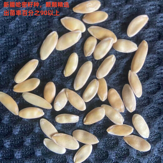 High-sugar, sweet Jinsha honey cantaloupe seeds, genuine Xinjiang reticulated melon high-yielding spring early-maturing fruit seeds, Xinjiang Jinsha cantaloupe seeds, about 50 capsules