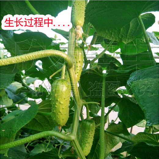 Mini fruit cucumber seeds, heat-resistant and high-yield, spring and summer small cucumber seeds, four-season balcony potted vegetable seeds, emerald dry cucumber 10g original