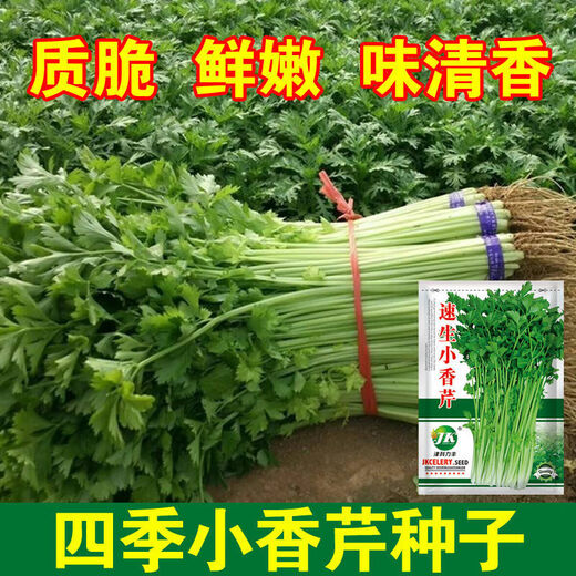 
Four Seasons Small Celery Seeds Crispy and Tender Celery Seeds Four Seasons Vegetable Seeds Potted Seeds Original [Four Seasons Quick-growing Small Celery Seeds] Selected Grain [Buy 14999 Get 14988 Pieces]