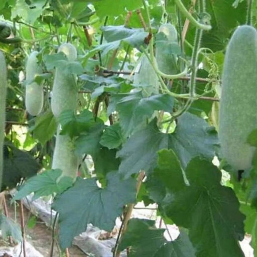 Hairy melon seeds are easy to sow in all seasons. Winter melon seeds are grown in fields and courtyards. Hairy melon vegetable seeds are easy to sow. Winter melon simple pack 70 capsules