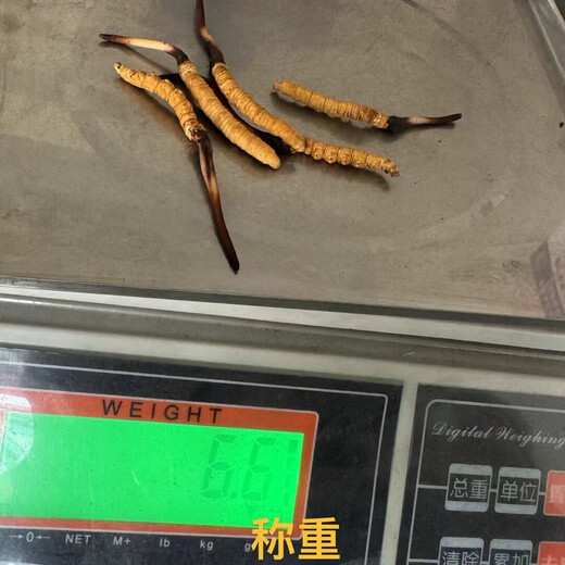 Naqu Zhifa 2025 Tibet Naqu High Altitude Authentic Wild First Fresh Cordyceps sinensis One-for-one pays 10 points/gram Wild Naqu Hay 20g Pack