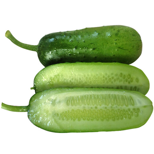 Mini fruit cucumber seeds, heat-resistant and high-yield, spring and summer small cucumber seeds, four-season balcony potted vegetable seeds, emerald dry cucumber 10g original