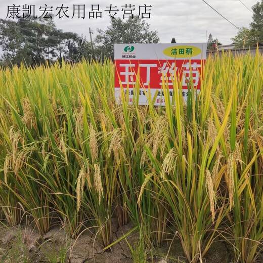 Nationally approved super-stable yield rice seeds, new products from the Academy of Agricultural Sciences, disease-resistant and lodging-resistant rice seeds, high temperature resistant, long-grain original jade 4Jin Jin equals 0.5kg, soft and delicious rice