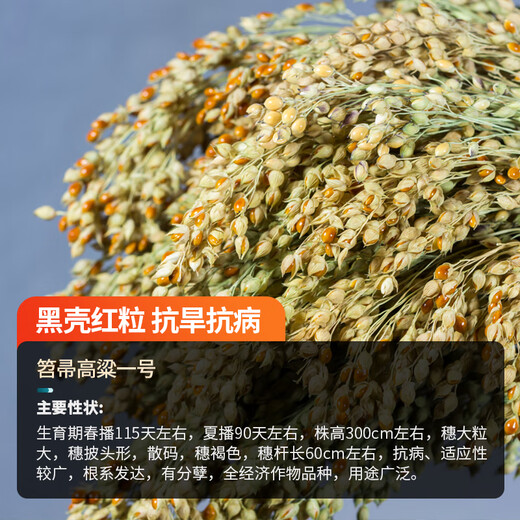 农之子（NONGZHIZI）酿酒红高粱种子南方北方贵州红缨子矮杆杂交12优2号高杆 笤帚高粱一号种子 50g/做扫把