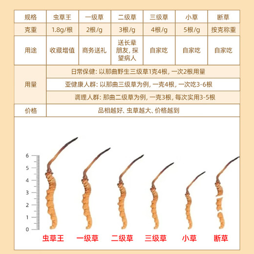 Beobachten und sammeln Sie wilden Cordyceps sinensis in Nagqu, Tibet. Frische Cordyceps-Ergänzungsmittel für ältere Menschen. Praktische Geschenkbox für ältere Menschen. Wildes frisches Gras der ersten Ernte, etwa 1,2 g/Wurzel, 100 Wurzeln.