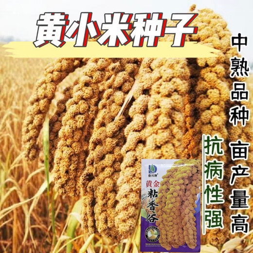 Reine Klebreissamen, authentische gelbe Hirsesamen, klebrig und klebrig, doppelt früh reifend, vogelresistent, ablagerungsresistent, können zu Klebreiskuchen verarbeitet werden, gelbgolden/weich wachsartig/trockenresistent, 50 g pro Packung