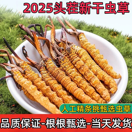 Boîte-cadeau CordyCeps 2025 Premier chaume nouveau Cordyceps séché sélectionné Cordyceps authentique garanti de l'expédition le même jour. Les plus beaux cordyceps du Tibet 4 pièces 1 gramme 30 pièces