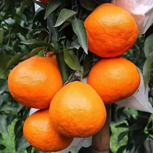 Authentic Sichuan Chunjian Raking Mandarin Seeds Fruit Tree Papa Mandarin Southern Ugly Orange Seeds Planted in the North and South Raking Mandarin Seeds Five Packs of About 50 Tablets